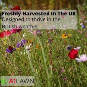 A1 Lawn - A1Wild Flowering Meadow 80/20 Mix, Wildflowers and Grasses, Attracts Bees & Butterflies, Colourful Display of Flowers, UK Native Species - Ideal for Over-Seeding, Sowing New Area & Gift - Image 5