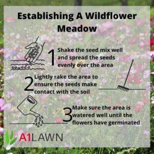 A1 Lawn - A1Wild Flowering Meadow 80/20 Mix, Wildflowers and Grasses, Attracts Bees & Butterflies, Colourful Display of Flowers, UK Native Species - Ideal for Over-Seeding, Sowing New Area & Gift - Image 4
